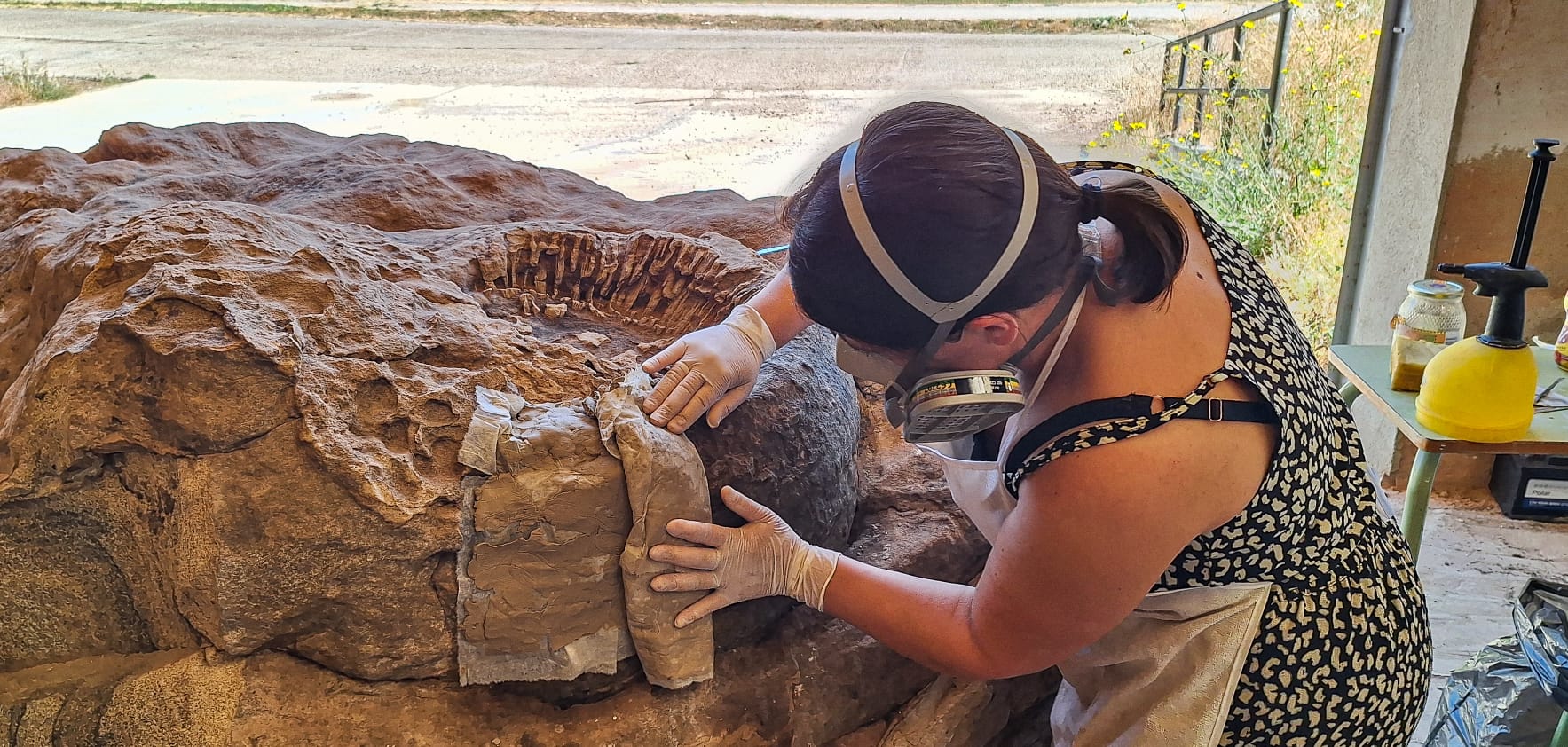 Troncos fósiles Geoparque de Las Loras